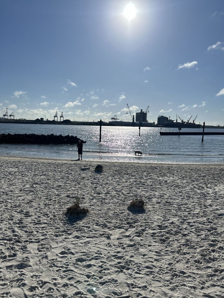 Davis Island Dog Beach Image
