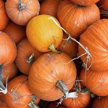 DD Ranch - Seasonal Pumpkins and Pumpkin Patch - Attraction Farms Near Me - Terrebonne, Oregon DD Ranch - Seasonal Pumpkins and Pumpkin Patch - Attraction Farms Near Me - Terrebonne, Oregon