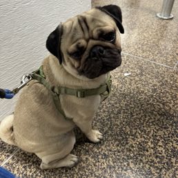 Wilbur sitting in TSA line!