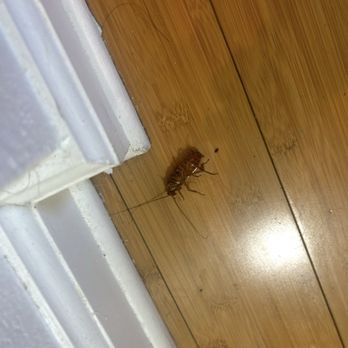 Borba Property Group - Roaches falling out of the drain and plumbing - Property Management Near Me - Long Beach, California Borba Property Group - Roaches falling out of the drain and plumbing - Property Management Near Me - Long Beach, California