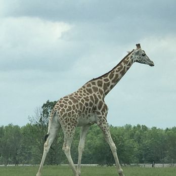 African Lion Safari - Zoos Near Me - Cambridge, Ontario African Lion Safari - Zoos Near Me - Cambridge, Ontario