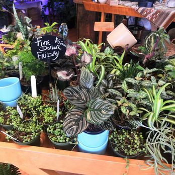 GreenSpaceDesign By Jude - Five Dollar Fridays! Plants and pots! Woohoo! (peep that Calathea in front, usually $21!) - Nurseries & Gardening Near Me - Salem, Oregon GreenSpaceDesign By Jude - Five Dollar Fridays! Plants and pots! Woohoo! (peep that Calathea in front, usually $21!) - Nurseries & Gardening Near Me - Salem, Oregon