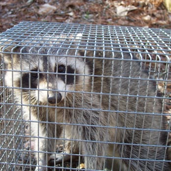 Animal Proofers - Wildlife Control Near Me