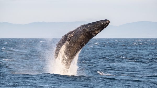 Orca Spirit Adventures Whale Watching by null