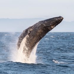 Orca Spirit Adventures - Breaching Humpback Whale