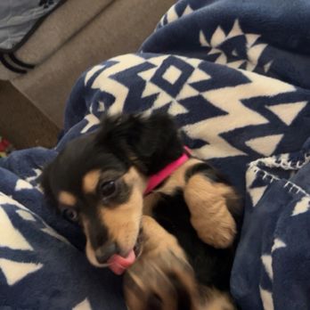 Dachshund Dude Ranch - Luna - Pet Services Near Me Dachshund Dude Ranch - Luna - Pet Services Near Me