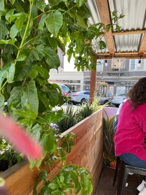 understory oakland by null