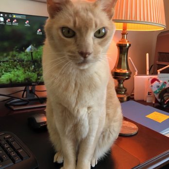 BluePearl Pet Hospital - undefined - Veterinarians Near Me - Clearwater, Florida