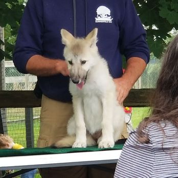 Summerfield Zoo - 3 month old wolf pupp. - Zoos Near Me - Belvidere, Illinois