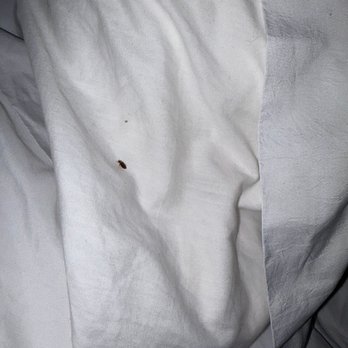 Tru by Hilton Brockton - Bed bugs - Hotels Near Me - Brockton, Massachusetts Tru by Hilton Brockton - Bed bugs - Hotels Near Me - Brockton, Massachusetts