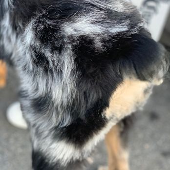 VIPet - You can see how uneven it is on his butt near his tail - Pet Training Near Me - Taunton, Massachusetts