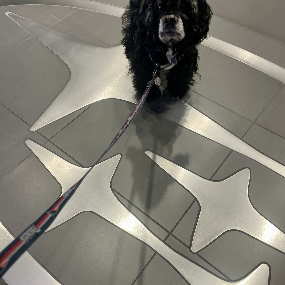 Danny aka Danny the cocker spaniel the old East Providence library dog living his best Subaru dog life