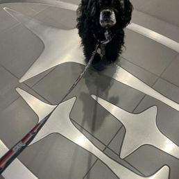 Danny aka Danny the cocker spaniel the old East Providence library dog living his best Subaru dog life Danny aka Danny the cocker spaniel the old East Providence library dog living his best Subaru dog life