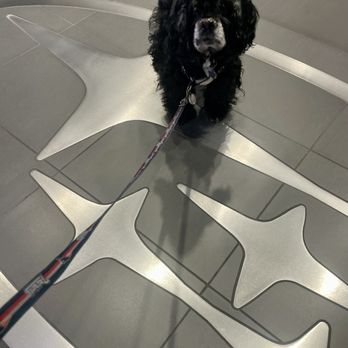 Anchor Subaru - Danny aka Danny the cocker spaniel the old East Providence library dog living his best Subaru dog life - Auto Repair Near Me - North Smithfield, Rhode Island Anchor Subaru - Danny aka Danny the cocker spaniel the old East Providence library dog living his best Subaru dog life - Auto Repair Near Me - North Smithfield, Rhode Island