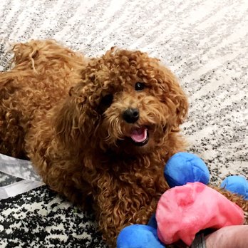 Kat The Dog Trainer - Cavapoo girl, "Bearie" with toys. - Pet Training Near Me Kat The Dog Trainer - Cavapoo girl, "Bearie" with toys. - Pet Training Near Me
