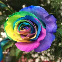 Mohler's Flowers