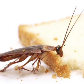 Everguard Exterminators - Pest Control Near Me Everguard Exterminators - Pest Control Near Me