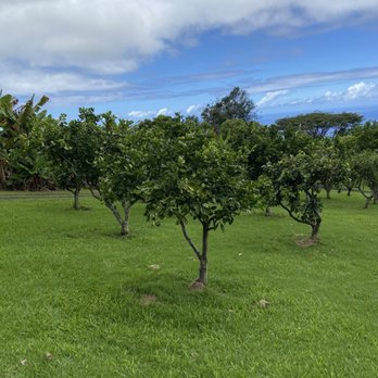 Doutor Coffee Mauka Meadows - Coffee & Tea Near Me - Holualoa, Hawaii