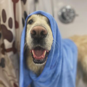 K9 Cleaners - Pet Groomers Near Me - Scottsdale, Arizona K9 Cleaners - Pet Groomers Near Me - Scottsdale, Arizona