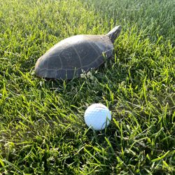 Tregaron Golf Course - Beware of turtles!