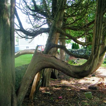 Town Burying Ground - One crazy looking tree - Funeral Services & Cemeteries Near Me Town Burying Ground - One crazy looking tree - Funeral Services & Cemeteries Near Me