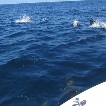 East Meets West  - Common Dolphins swimming along side our boat - Boat Charters Near Me - Newport Beach, California