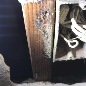 CSI Exterminators - Bed bug eggs and feces in side wall next to electrical outlet - Pest Control Near Me - Fresno, California