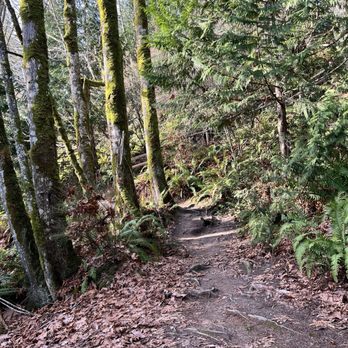 Manchester State Park - Manchester State Park trail - Parks Near Me - Port Orchard, Washington Manchester State Park - Manchester State Park trail - Parks Near Me - Port Orchard, Washington