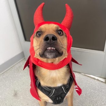 EveryDog - They also take the best pictures of Momo - Pet Training Near Me - Tustin, California EveryDog - They also take the best pictures of Momo - Pet Training Near Me - Tustin, California
