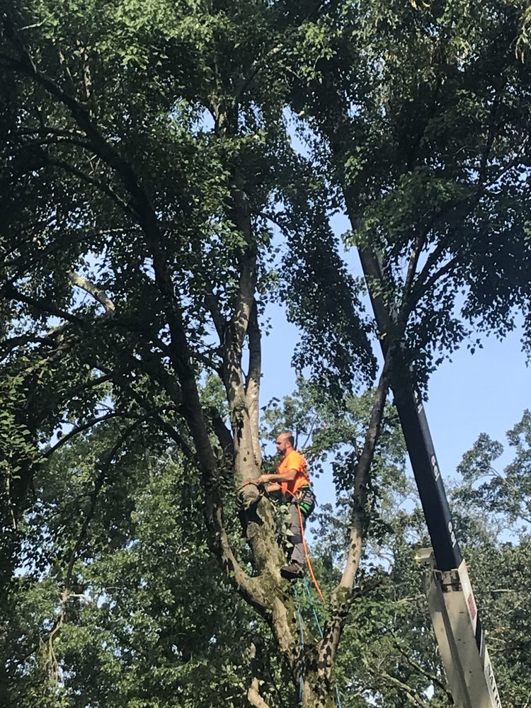 LUMBERJACKS TREE SERVICE Updated June 2024 12 Photos 4123