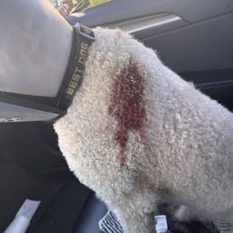 Dog bite . Ouch Dog bite . Ouch