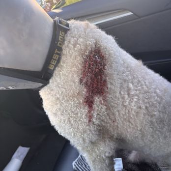 Atlas Pet Hospital - Dog bite . Ouch - Veterinarians Near Me - Norco, California Atlas Pet Hospital - Dog bite . Ouch - Veterinarians Near Me - Norco, California