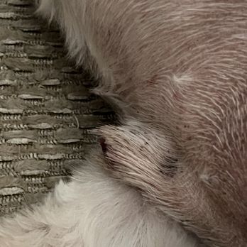 Chassy’s Classy Canines - Another view of his penis clearly cut off - Pet Groomers Near Me - Gilbert, Arizona