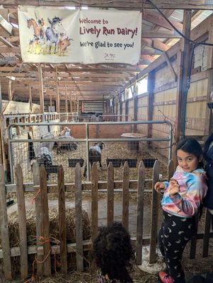 Lively Run Goat Dairy by null