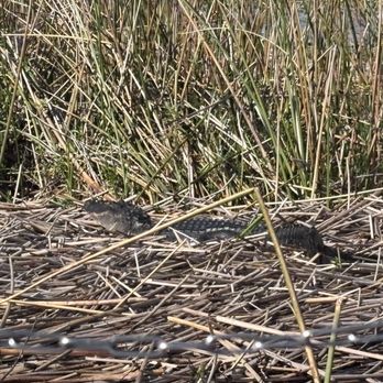 Gator Airboat Rides - Boat Tours Near Me - Kissimmee, Florida Gator Airboat Rides - Boat Tours Near Me - Kissimmee, Florida