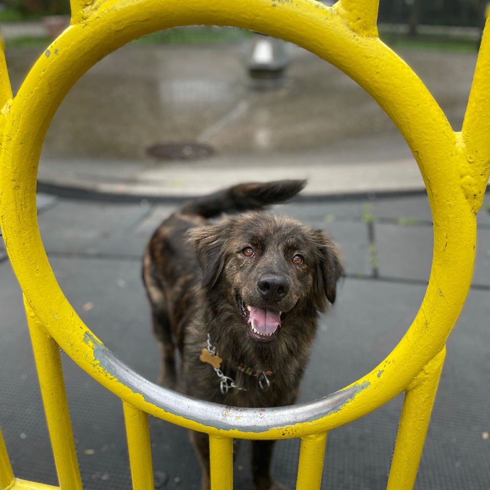 Pups Without Borders - Dogs - Pet Adoption Near Me Pups Without Borders - Dogs - Pet Adoption Near Me