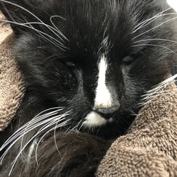 Kitty