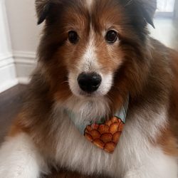 Paws Up Boutique - My Shetland Sheepdog bathed and nicely groomed