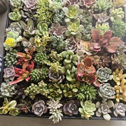 Plantspace Nursery