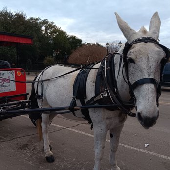 Royal Carriages - Hanging out across from Jackson Square - Historical Tours Near Me - New Orleans, Louisiana