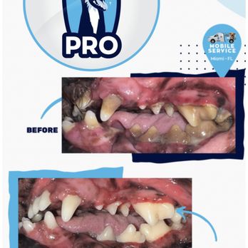 Pet Dental Pro - Pet Groomers Near Me Pet Dental Pro - Pet Groomers Near Me