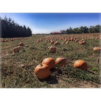 Allison's Farm Market - Pumpkin field - Farmers Market Near Me - Halton Hills, Ontario Allison's Farm Market - Pumpkin field - Farmers Market Near Me - Halton Hills, Ontario