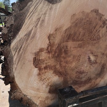 Master Tree Care - massive cedar - Tree Services Near Me - West Sacramento, California
