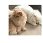 Photo of Kitty Sitting + Doggies 2