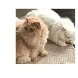 Kitty Sitting + Doggies 2 - Moomin and Muffin. Brother and sister Persian rescues.