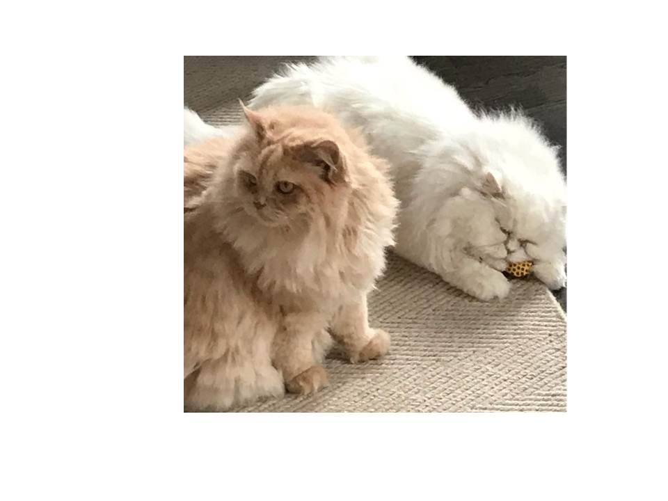 Kitty Sitting + Doggies 2 - pet boarding facility in Cincinnati, OH