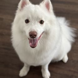 PurrFurred Pet Styling - Aurora