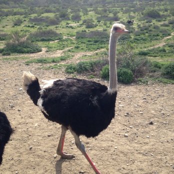 Ostrichland USA - Attraction Farms Near Me - Solvang, California Ostrichland USA - Attraction Farms Near Me - Solvang, California