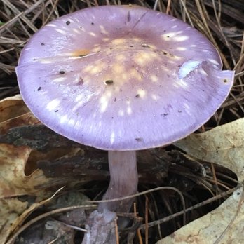 Clifford Park - Hiking Near Me - Biddeford, Maine