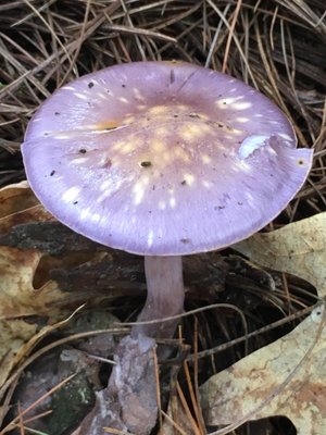 Clifford Park by null